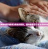 (勇敢向前啥意思)勇敢向前创，猫咪表情包引领潮流新风尚