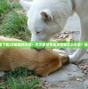 (零食大乱斗护符有什么用啊)零食大乱斗中的护符，神秘力量的作用解析
