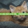 (黎明守护者盾牌效果怎么样啊)黎明守护者盾牌，效果深度解析