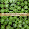 (植物大战僵尸原版电脑版网盘)植物大战僵尸原版电脑版，经典重现与深度解析
