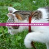 (lol猫猫狗狗)猫猫狗狗冰淇淋任务攻略大全