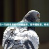 (巨骨舌鱼多少元一只)巨骨舌鱼的神秘世界，探寻其生态、特点与未来保护之路