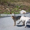 (魔兽争霸3客户端版本暂不支持)解决魔兽争霸客户端版本暂不支持问题的全面指南