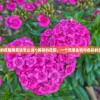 (我的花园用英语怎么说?)美丽的花园，一个充满生机与色彩的空间