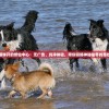 (百变大侦探怎么创建你画我猜)百变大侦探创建房间全攻略，一步步教你如何轻松创建专属房间
