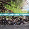 (绵羊村的恬静生活)绵羊村的恬静时光，探索最佳体验时刻