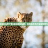 (模拟猎豹生存下载)模拟猎豹生存，探寻自然界的生存智慧与挑战