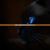 (拆弹猫怎么玩容易赢)拆弹猫游戏玩法详解及常见问答（FAQ）