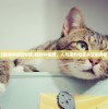 (猫咪种植园停服)猫咪种植园，人与猫的和谐共生新体验