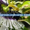 (植物大战僵尸联机版双人游戏)植物大战僵尸联机，多人游戏的新体验