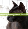 (猫猫咖啡屋攻略)猫猫咖啡屋游戏停服了吗，深度分析与探讨