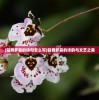 (轻舞罗裳的诗句怎么写)轻舞罗裳的诗韵与文艺之美
