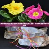 (紫禁繁花停止运营了吗现在)紫禁繁花是否已停止运营？深度解析其现状和未来展望