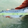 (国王与冒险家角色攻略)国王与冒险家流派推荐，游戏玩家的多元选择