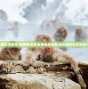 (美国发现猴痘)美国猴痘新变异株感染者隔离措施及其影响分析