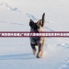 (广州狗事件真相)广州多只宠物狗疑遭毒死事件后续报道