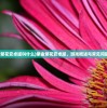 (紫金繁花安卓版叫什么)紫金繁花安卓版，游戏概述与常见问题解答