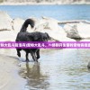 (宠物大乱斗复活丹)宠物大乱斗，一场别开生面的宠物竞技盛宴
