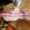(兔子跳铃铛是什么游戏)兔子跳铃铛短信，一种富有创意的沟通方式