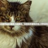(最粘人的猫咪品种)最粘人的猫咪，深度解析猫咪的粘人特性及日常养护