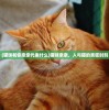 (猫咪和你亲亲代表什么)猫咪亲亲，人与猫的亲密时刻