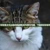 (花和香水为主题的构成图)花与香水与猫，下架背后的故事