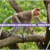 (小精灵寻找魔法石源码在哪)小精灵寻找魔法石源码，探寻奇幻世界的奥秘之旅
