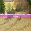 (迷城的国度3叶草遗迹推箱子顺序与注意事项)迷城的国度3，探索未知世界的奇幻之旅