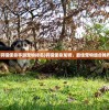 (狩猎使命手游宠物排名)狩猎使命龙骑，最佳宠物组合推荐
