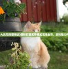 (猫咪大战无限猫粮版)猫咪打猎无尽模式无限金币，游戏魅力与探索