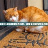 (最强猫咪)最强猫猫饲养指南，养猫全攻略与常见问答解答