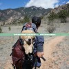 (宠物冒险家陆服版)宠物冒险家PVP，冒险与宠物的荣耀战场
