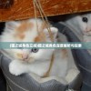 (猫之城角色立绘)猫之城角色深度解析与探索