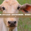 2024澳门今天晚上开什么生肖？生肖开奖结果揭晓，想知道吗？赶紧来看看吧！
