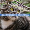 (最强的猫咪诱食剂)最强猫咪，超越想象的猫界霸主