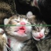 (猫灵相册剧情回顾)猫灵相册第二集，深度解析与探讨