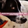 (我的宠物不可能这么可爱下载)我的宠物不可能那么萌，深度解析宠物魅力与期望落差
