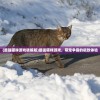 (最强猫咪游戏破解版)最强猫咪游戏，萌宠争霸的极致体验