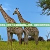 (最后的原始人攻略大全)最后的原始人攻略，探索未知世界的生存之道