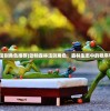 (动物森林法则角色推荐)动物森林法则角色，森林生态中的秩序与角色解析