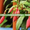 (洛神花泡水喝有什么好处和功效)洛神花的魅力，神秘植物的多面性