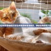 (梦幻特殊宠物精灵泡泡)特殊宠物泡泡精灵，神秘生物的魅力探索