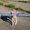 (全民水浒无限银票版是真是假)全民水浒无限银票版，深度解析与玩家指南