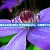 (偶像大师闪耀色彩日花)偶像大师闪耀色彩Wiki，深度解析与常见问题解答