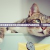 (亲吻猫咪游戏猫猫惊魂攻略)亲吻猫咪游戏与猫猫惊魂，一场萌宠的冒险之旅