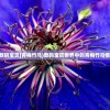 ([数码宝贝]青梅竹马)数码宝贝世界中的青梅竹马情缘