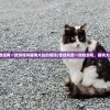 (曾经有一款游戏叫猫狗大战的塔防)曾经风靡一时的游戏，猫狗大战