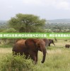 (阿姐鼓第5章攻略图文)阿姐鼓游戏全面攻略及常见问答（FAQ）