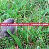 (糖果传奇2016版本)糖果传奇版旧版本大全，回顾与探索