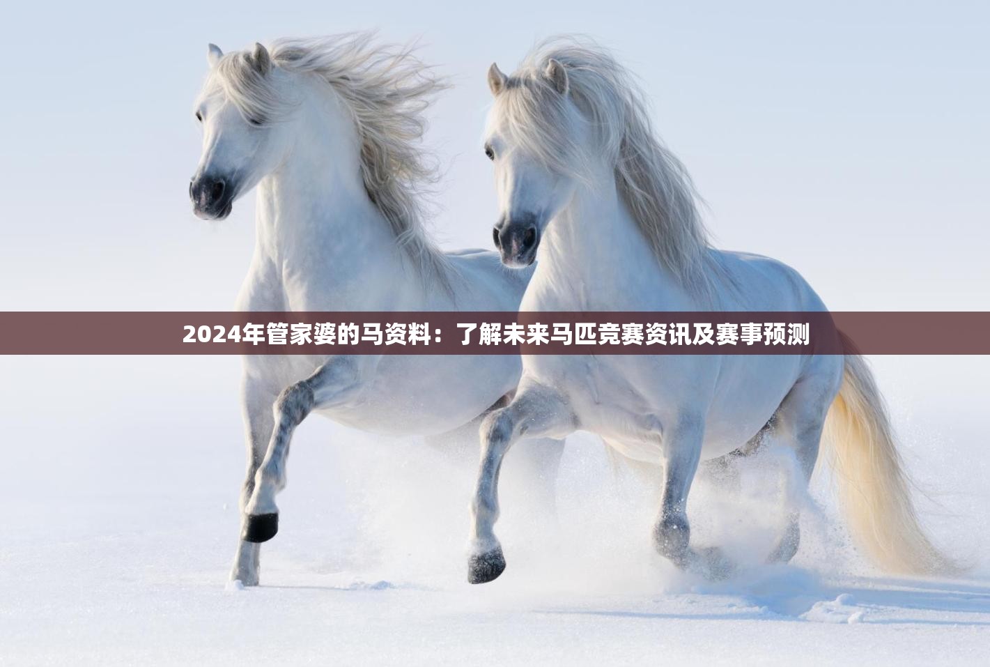 2024年管家婆的马资料：了解未来马匹竞赛资讯及赛事预测
